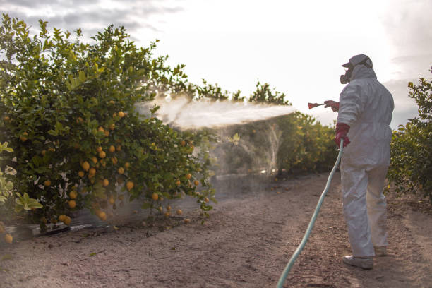 Best Wasp Removal Services  in Bella Vista, CA