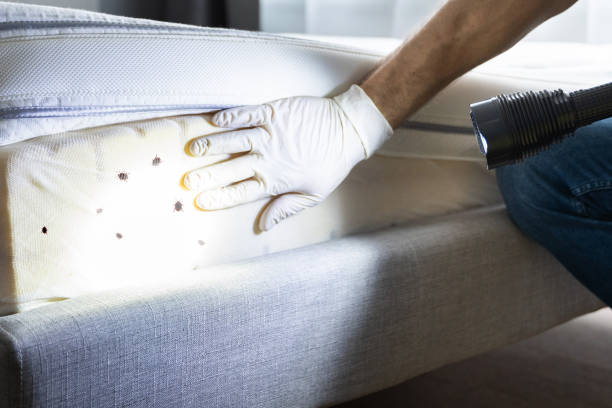 Best Rat Extermination Near Me  in Bella Vista, CA
