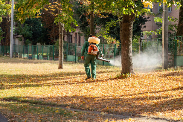 Flea Control Services in Bella Vista, CA