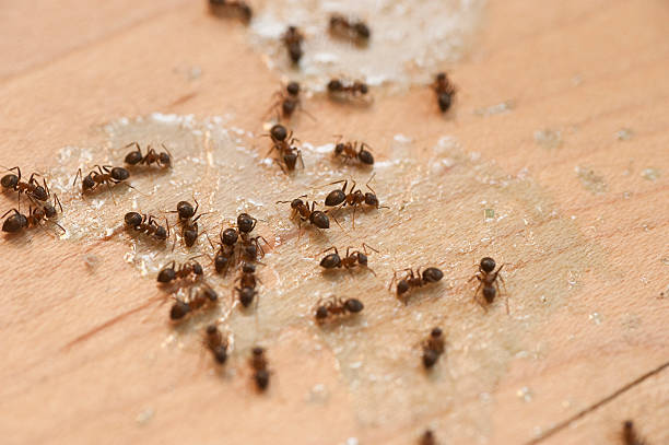 Best Emergency Pest Control  in Bella Vista, CA