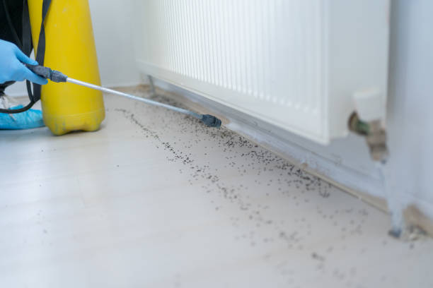 Trusted Bella Vista, CA Pest Control Experts