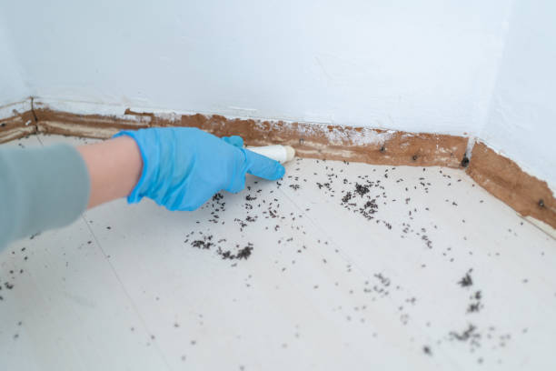 Best Flea Control Services  in Bella Vista, CA