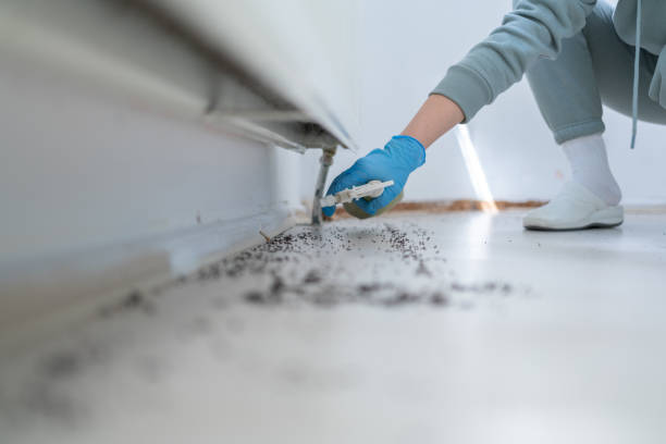 Best Ant Control Services  in Bella Vista, CA